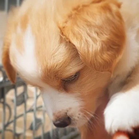 Golemi Kamik Vlasi 4 Pirot