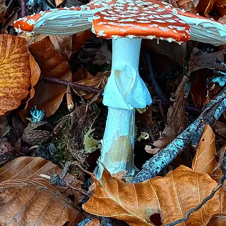 Golemi Kamik Vlasi 4 דירה *