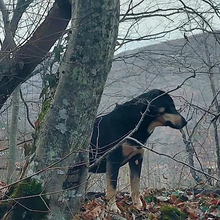 Apartmán Golemi Kamik Vlasi 4 *