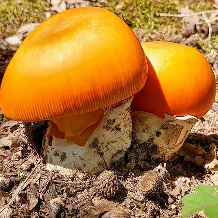 Golemi Kamik Vlasi 4 * פירוט