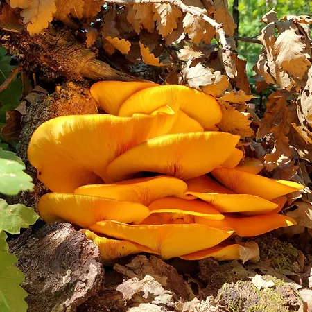 Golemi Kamik Vlasi 4 Apartmán *