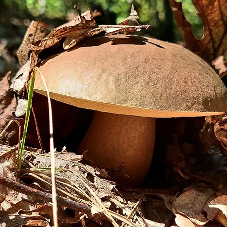 Apartmán Golemi Kamik Vlasi 4 *