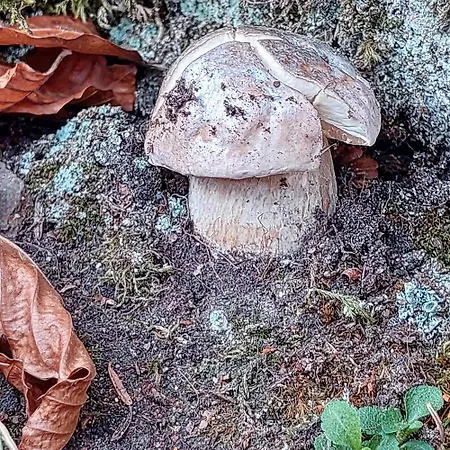 Golemi Kamik Vlasi 4 *