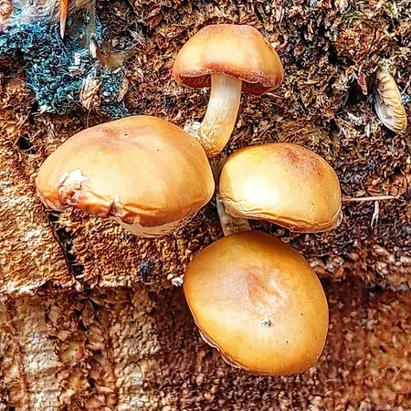 דירה Golemi Kamik Vlasi 4 פירוט