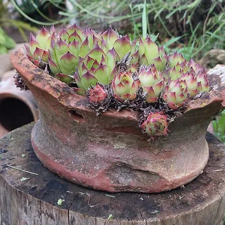 Golemi Kamik Vlasi 4 פירוט