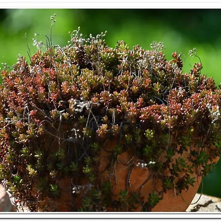 Golemi Kamik Vlasi 4 דירה