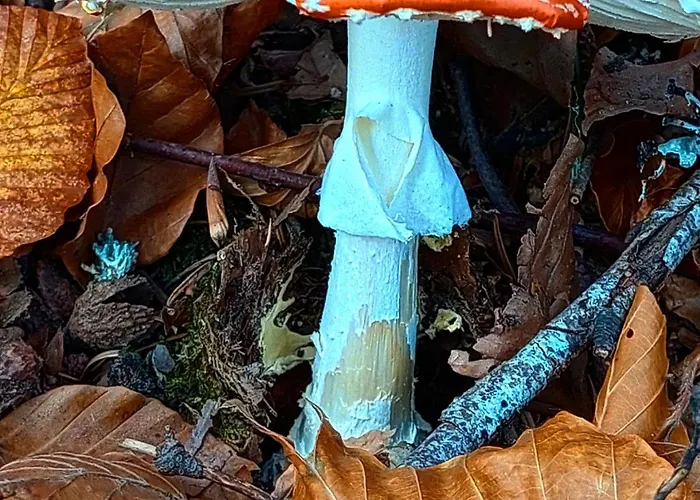 Golemi Kamik Vlasi 4 Апартаменты *