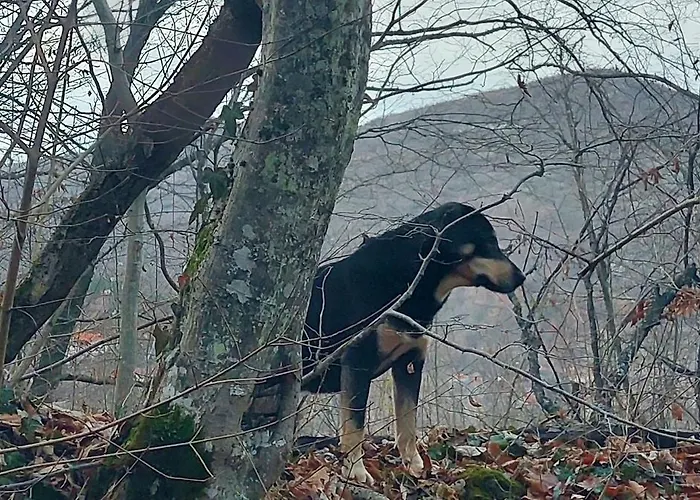 Апартаменты Golemi Kamik Vlasi 4 *