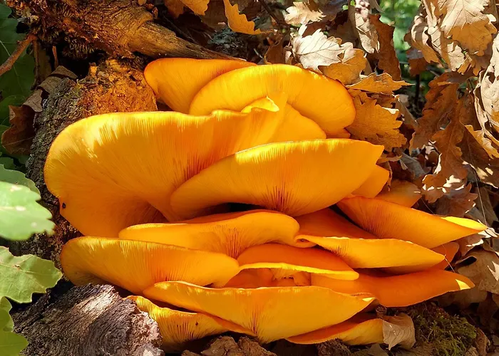 Golemi Kamik Vlasi 4 Апартаменты *