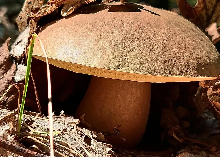 Апартаменты Golemi Kamik Vlasi 4 *