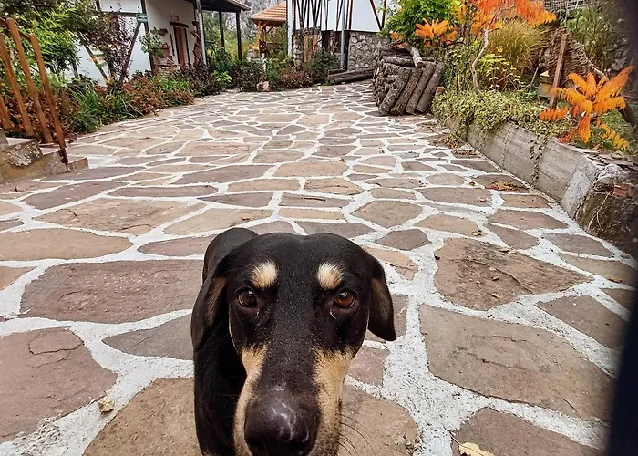 Golemi Kamik Vlasi 4 Апартаменты